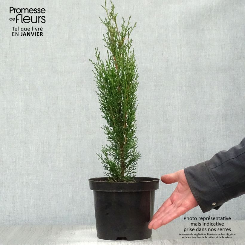 Example of Cupressus sempervirens Totem - Cyprès de Florence Pot van 2 l/3 l as you get in hiver