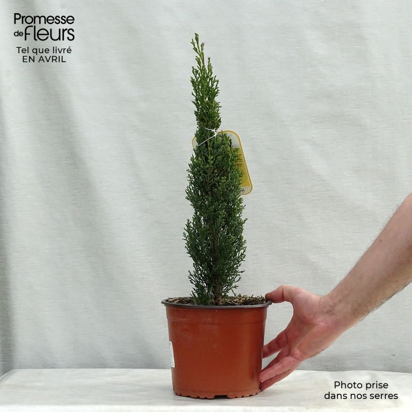 Exemplaar van Cupressus sempervirens Totem - Italiaanse cipres Pot van 2 l/3 l zoals geleverd in de lente