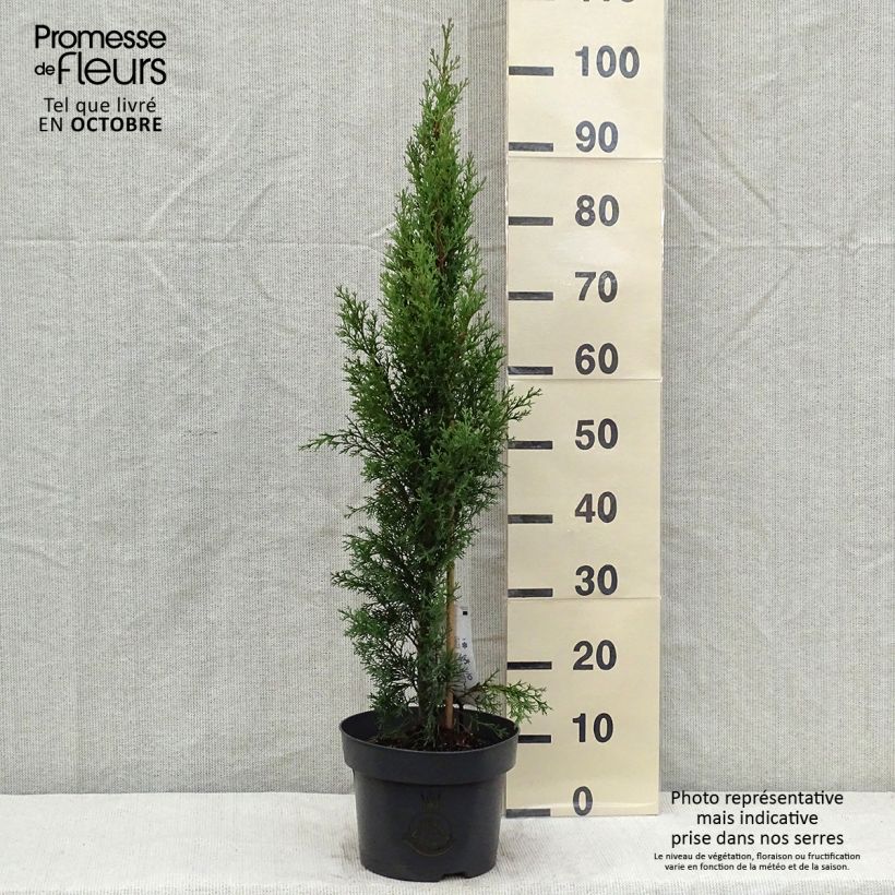 Exemplaar van Cupressus sempervirens Totem - Italiaanse cipres Pot van 4 l/5 l zoals geleverd in de herfst