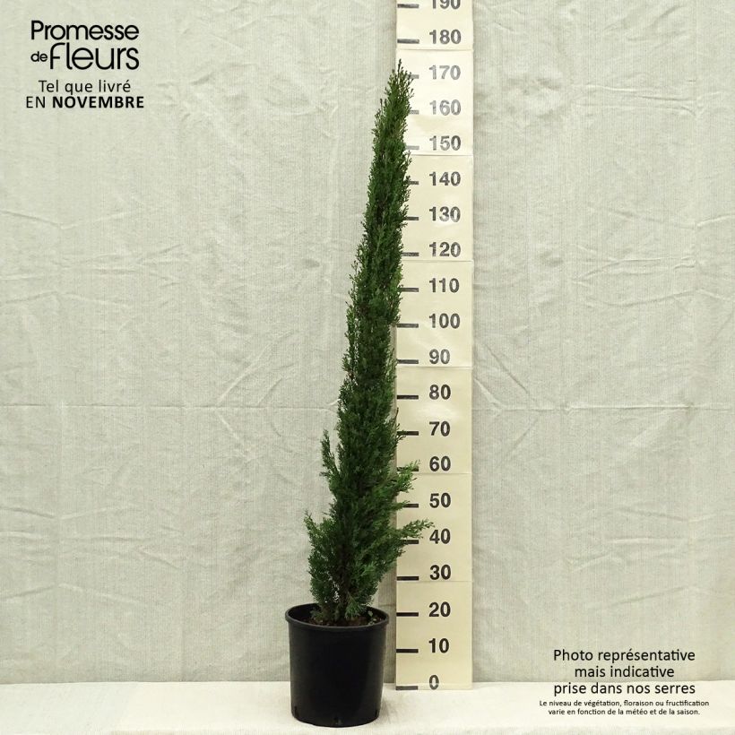 Exemplaar van Cupressus sempervirens Totem - Italiaanse cipres Pot van 7,5 l/10 l zoals geleverd in de herfst