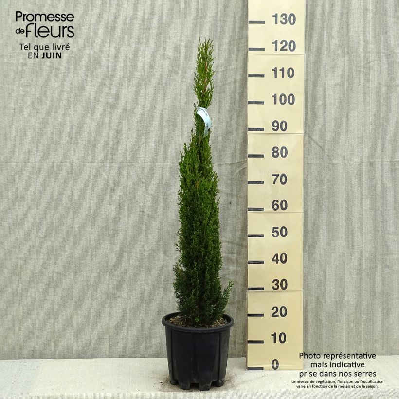 Exemplaar van Cupressus sempervirens Totem - Italiaanse cipres Pot van 7,5 l/10 l zoals geleverd in de lente