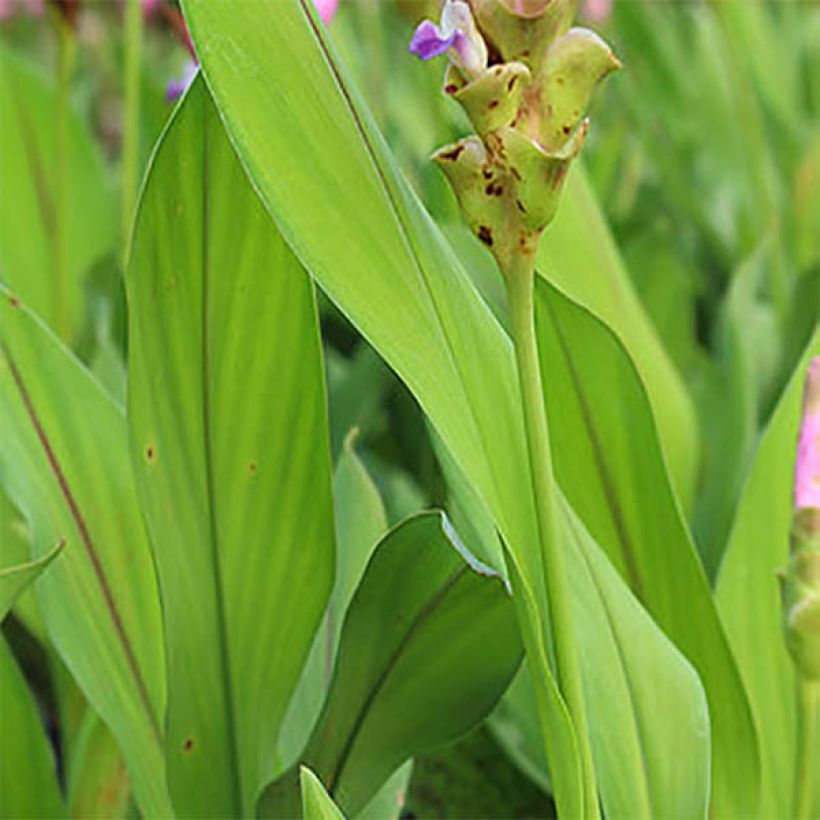 Curcuma alismatifolia Roze - Siamtulp (Foliage)