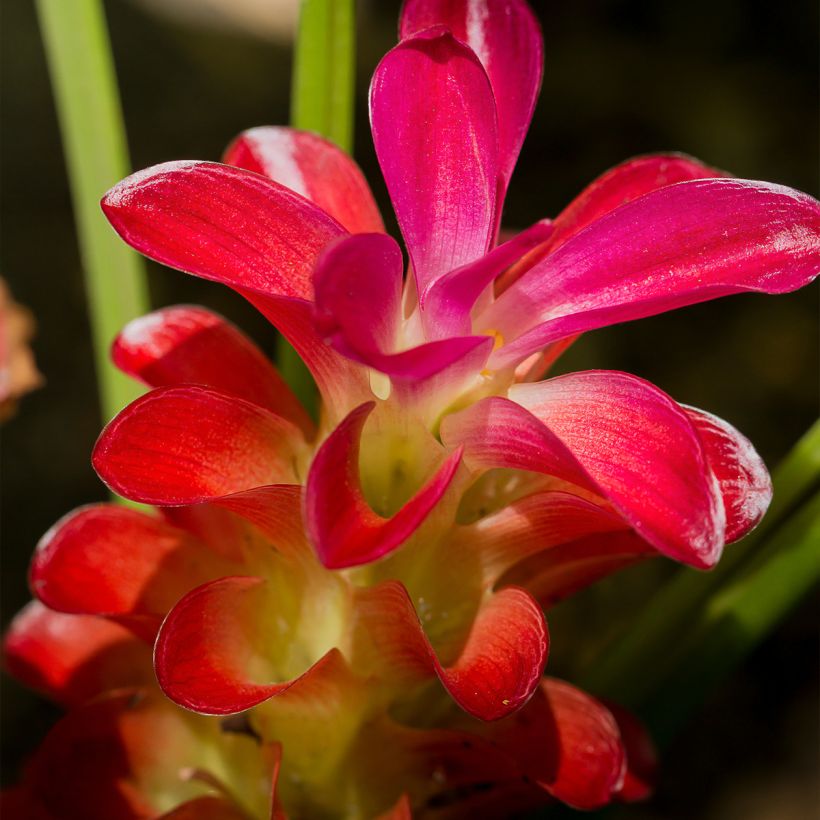 Curcuma alismatifolia Rood - Siamtulp (Flowering)