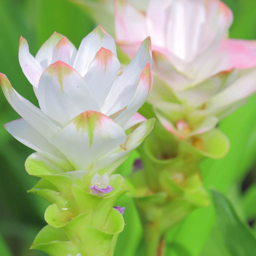 Curcuma alismatifolia Wit - Siamtulp (Flowering)