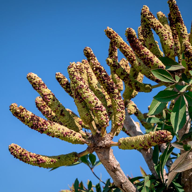 Cussonia spicata (Oogst)
