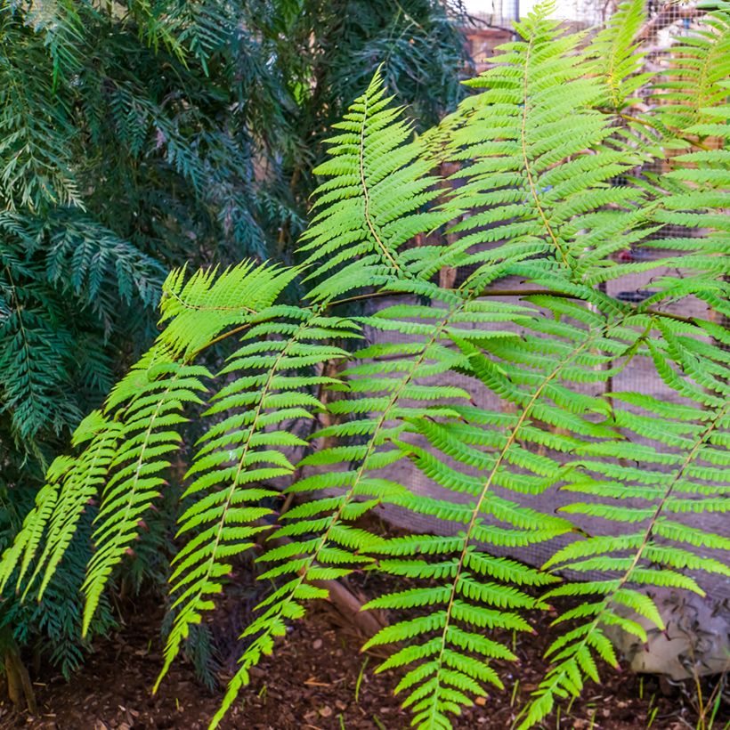 Cyathea australis - Boomvaren (Foliage)