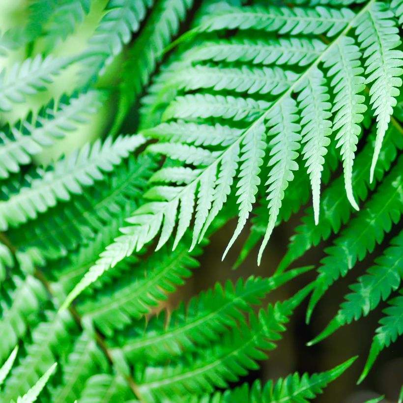 Cyathea brownii - Norfolk boomvaren (Blad)
