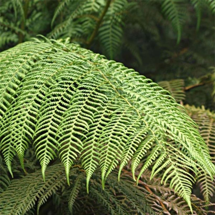 Cyathea cooperi - Australische boomvaren (Foliage)