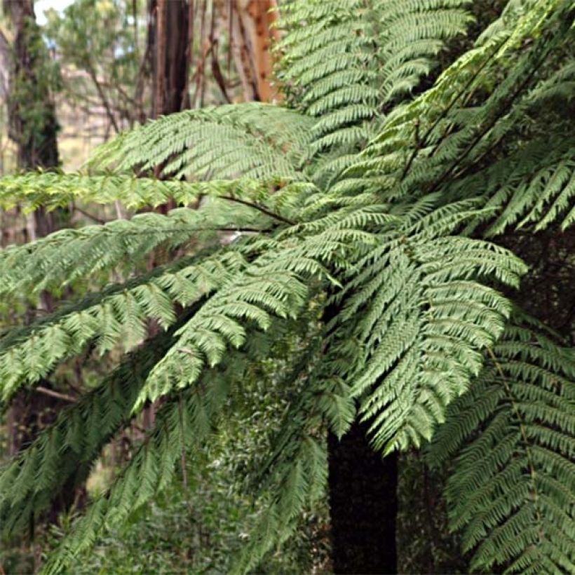 Cyathea cooperi - Australische boomvaren (Plant habit)