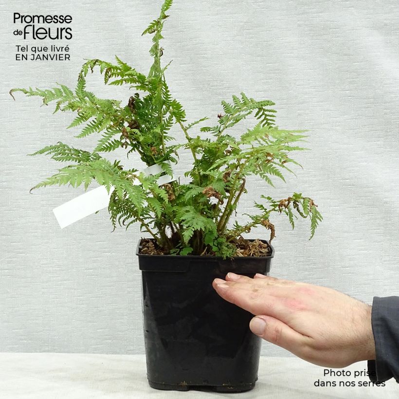 Example of Cyathea cooperi - Fougère arborescente Pot van 2 l/3 l as you get in hiver