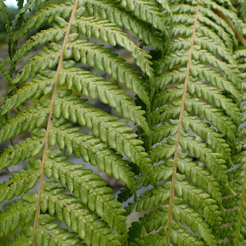 Cyathea medullaris - Zwarte boomvaren (Foliage)