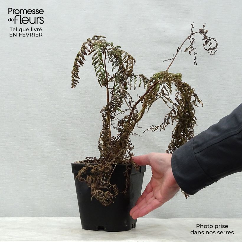 Example of Cyathea medullaris - Fougère arborescente Pot van 2 l/3 l as you get in hiver