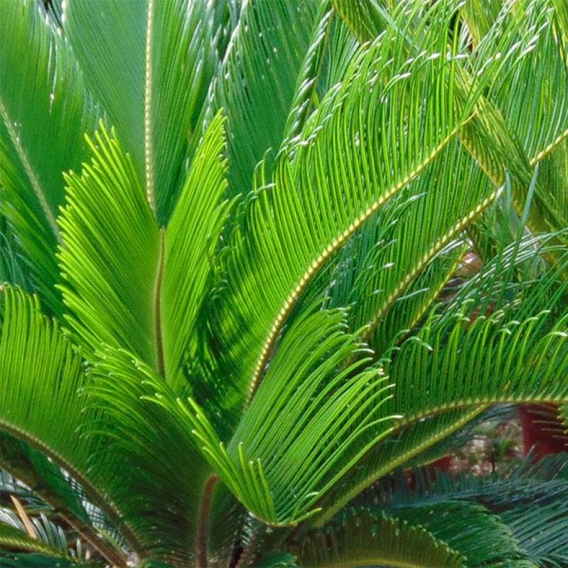 Cycas revoluta - Sagopalm (Foliage)