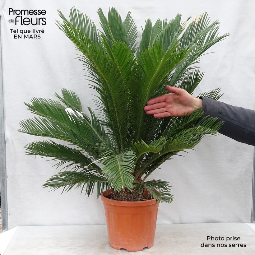 Exemplaar van Cycas revoluta - Sagopalm Pot van 4 l/5 l zoals geleverd in de lente