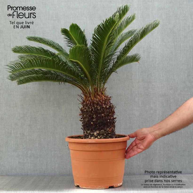 Exemplaar van Cycas revoluta - Sagopalm Pot van 7,5 l/10 l zoals geleverd in de lente