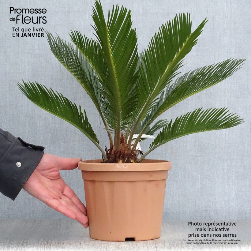 Example of Cycas revoluta - Cycas du Japon Pot van 2 l/3 l as you get in hiver