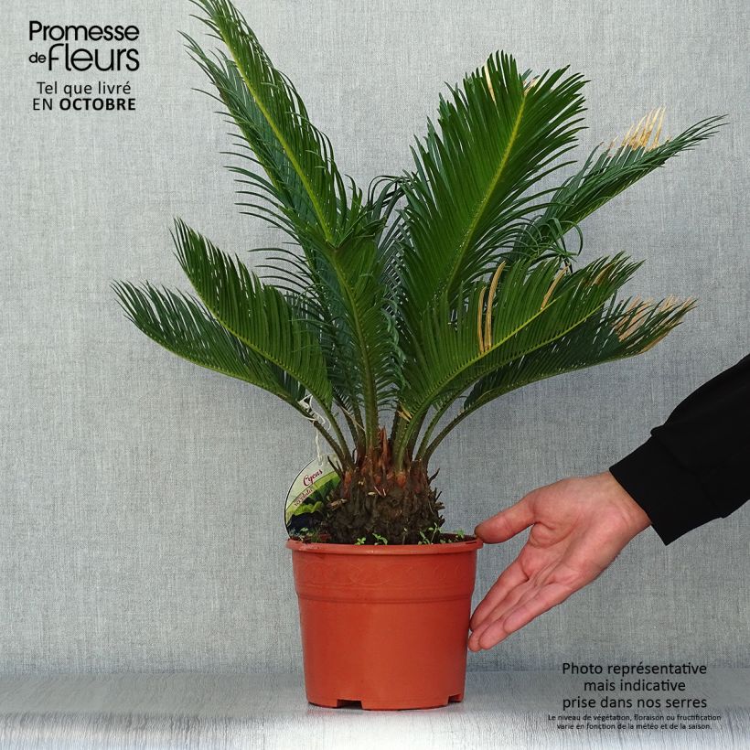 Exemplaar van Cycas revoluta - Sagopalm Pot van 2 l/3 l zoals geleverd in de herfst