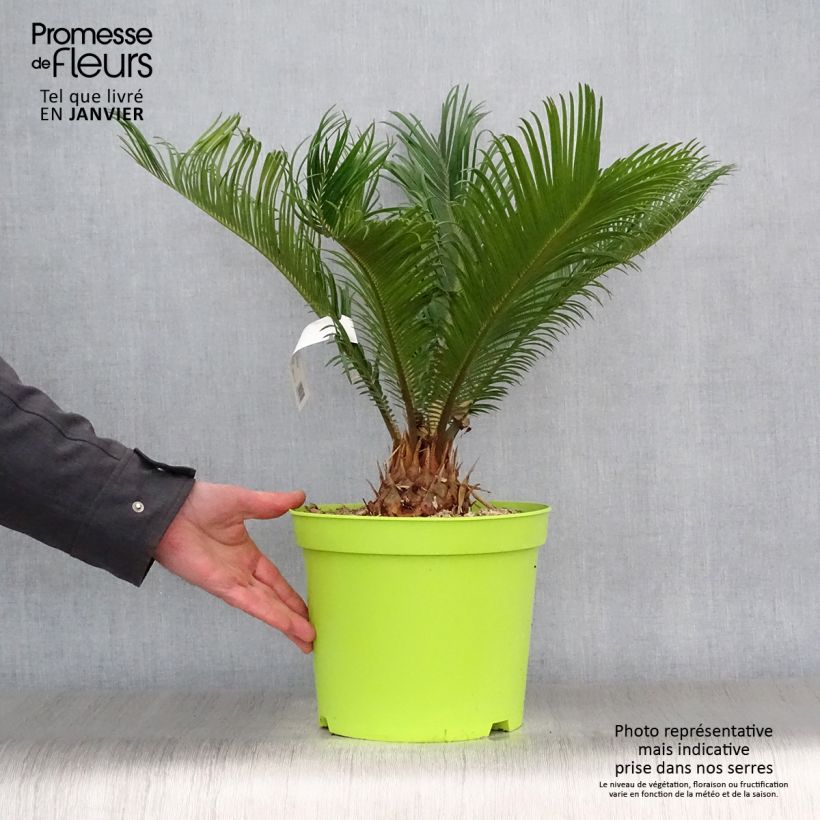 Example of Cycas revoluta - Cycas du Japon Pot van 4 l/5 l as you get in hiver