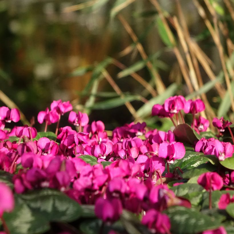 Cyclamen coum Meaden's Crimson gemarmerd blad - Alpenviooltje (Groeiplaats)