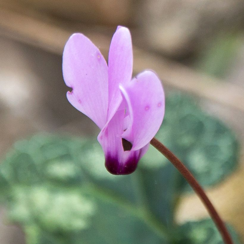 Cyclamen cilicium Roze - Cyclaam (Flowering)