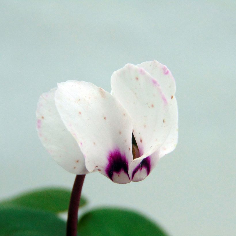 Cyclamen coum Wit - Alpenviooltje (Flowering)