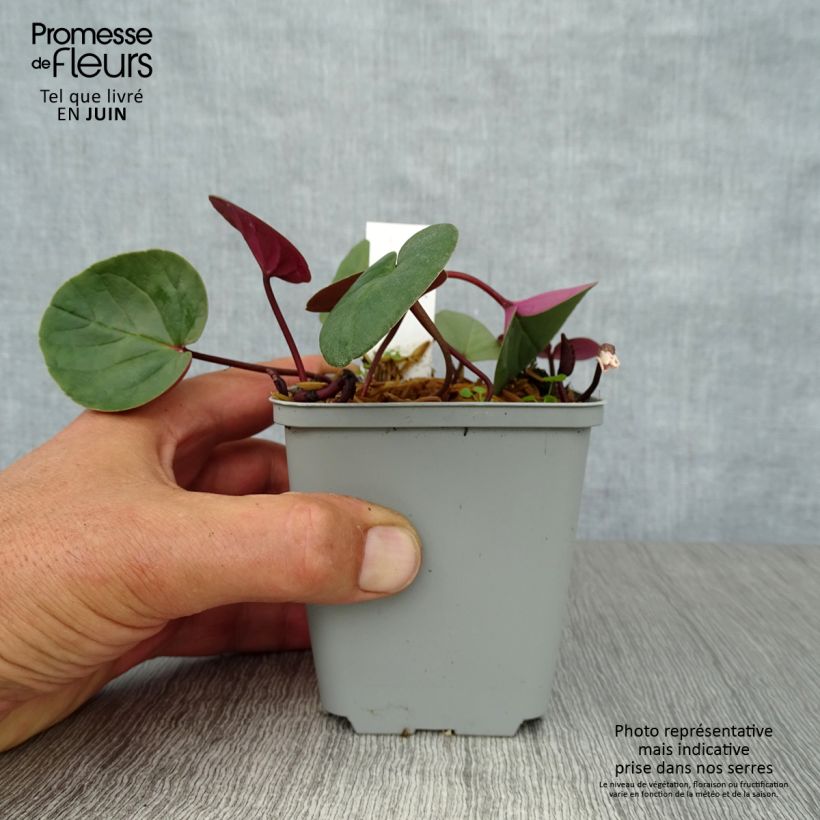 Exemplaar van Cyclamen coum Wit - Alpenviooltje Kweekpotje van 8/9 cm zoals geleverd in de zomer