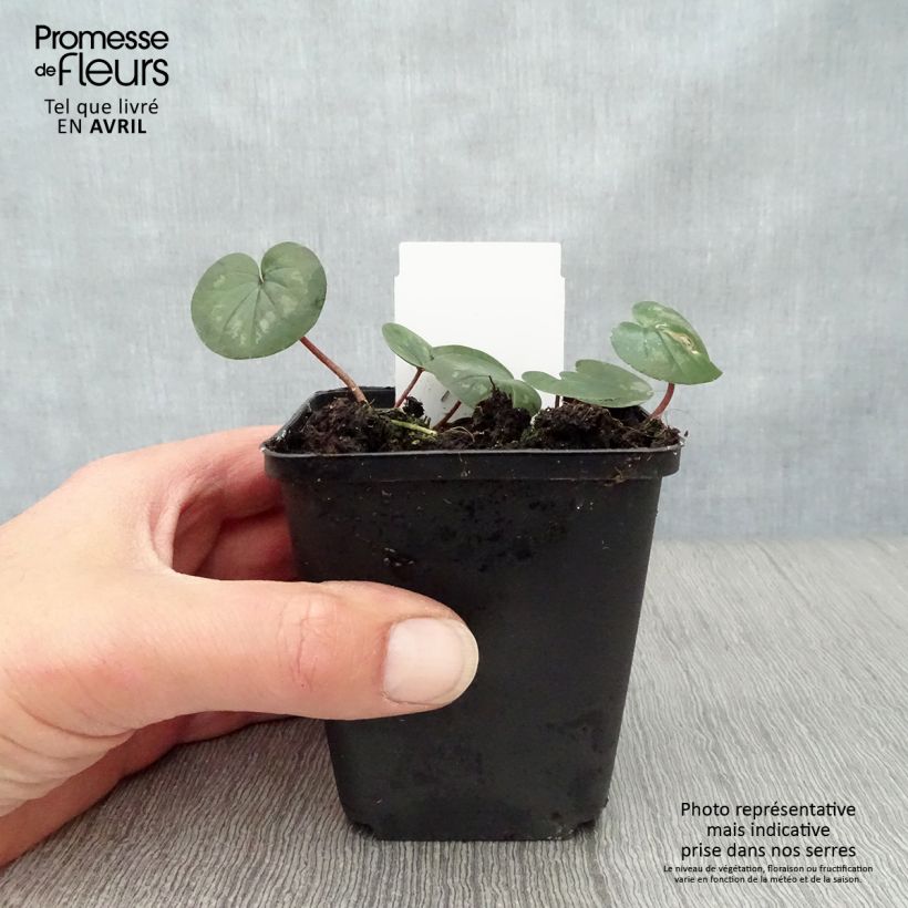 Exemplaar van Cyclamen coum Roze in plantgoed - Alpenviooltje Kweekpotje van 8/9 cm zoals geleverd in de lente