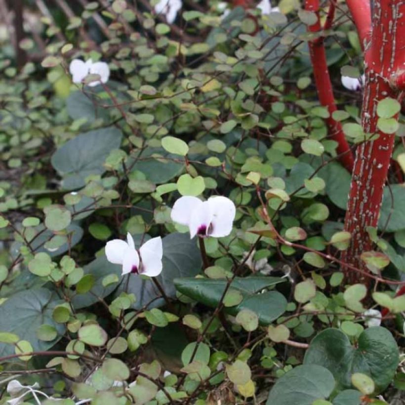 Cyclamen coum Wit - Alpenviooltje (Plant habit)