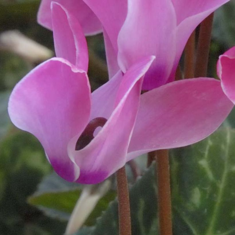 Cyclamen coum Roze - Alpenviooltje (Flowering)
