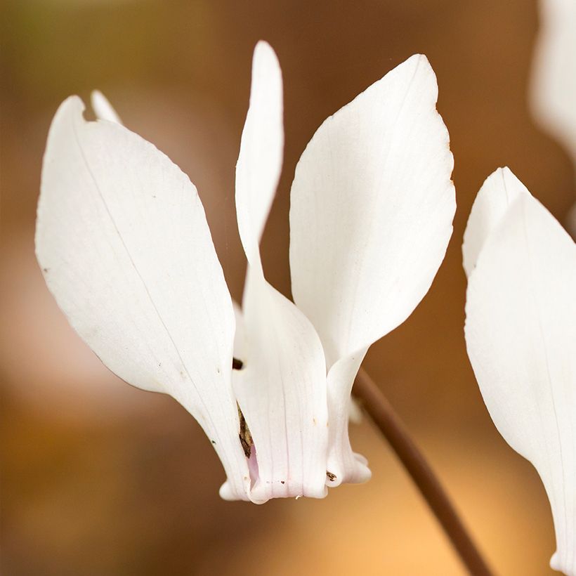 Cyclamen hederifolium Wit - Naaldcyclaam (Flowering)