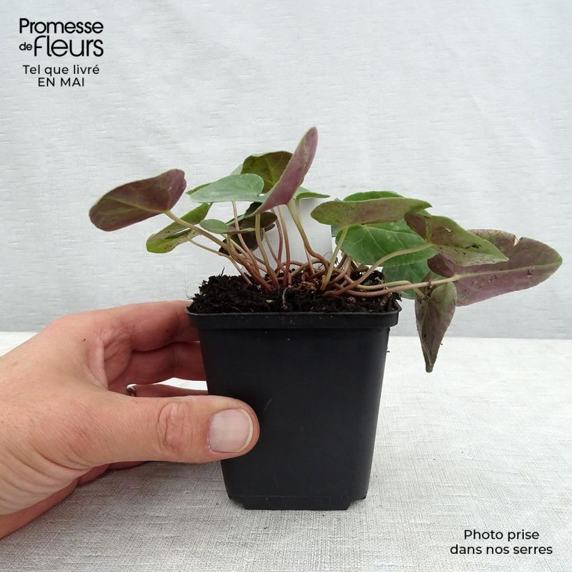 Exemplaar van Cyclamen hederifolium Wit - Naaldcyclaam Kweekpotje van 7/8 cm zoals geleverd in de lente