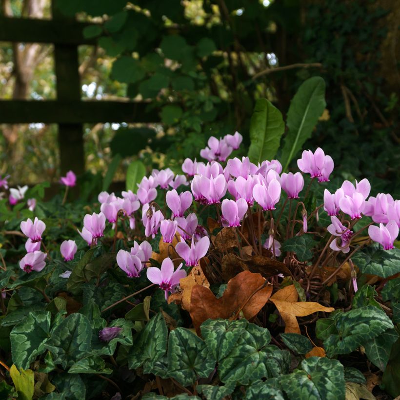 Cyclamen hederifolium Roze - Naaldcyclaam (Plant habit)