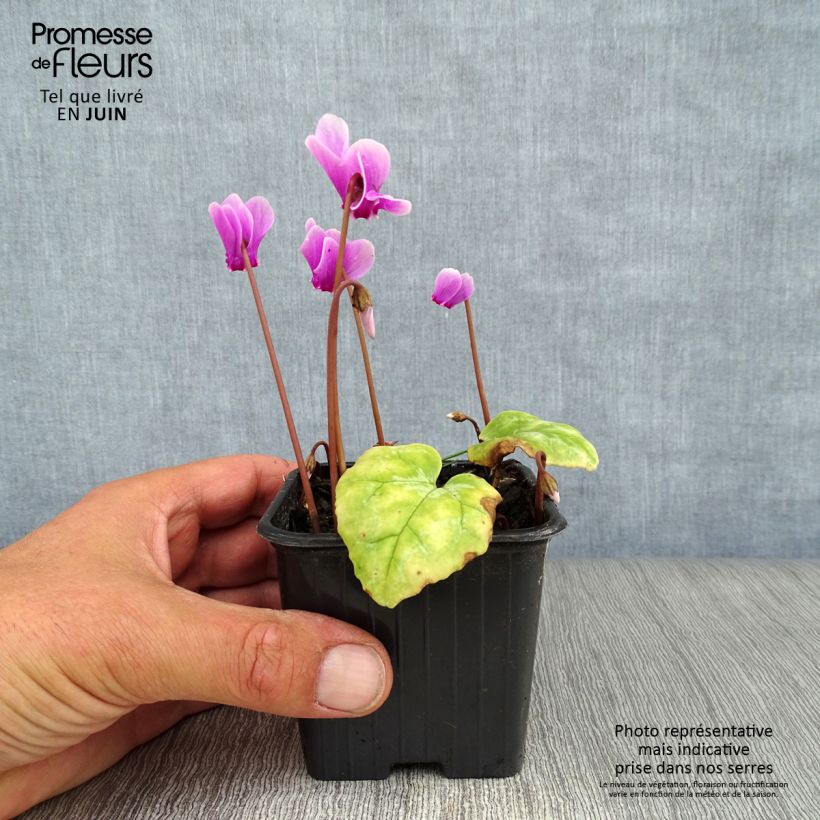 Exemplaar van Cyclamen hederifolium Roze - Naaldcyclaam Kweekpotje van 7/8 cm zoals geleverd in de zomer