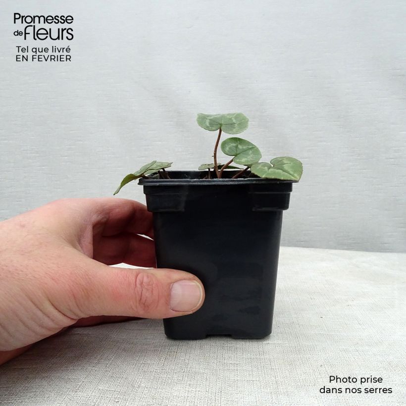 Example of Cyclamen de Naples rose godet as you get in hiver