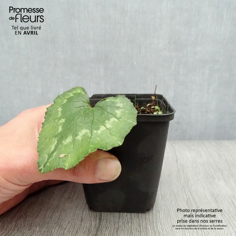 Exemplaar van Cyclamen de Naples rose godet zoals geleverd in de lente