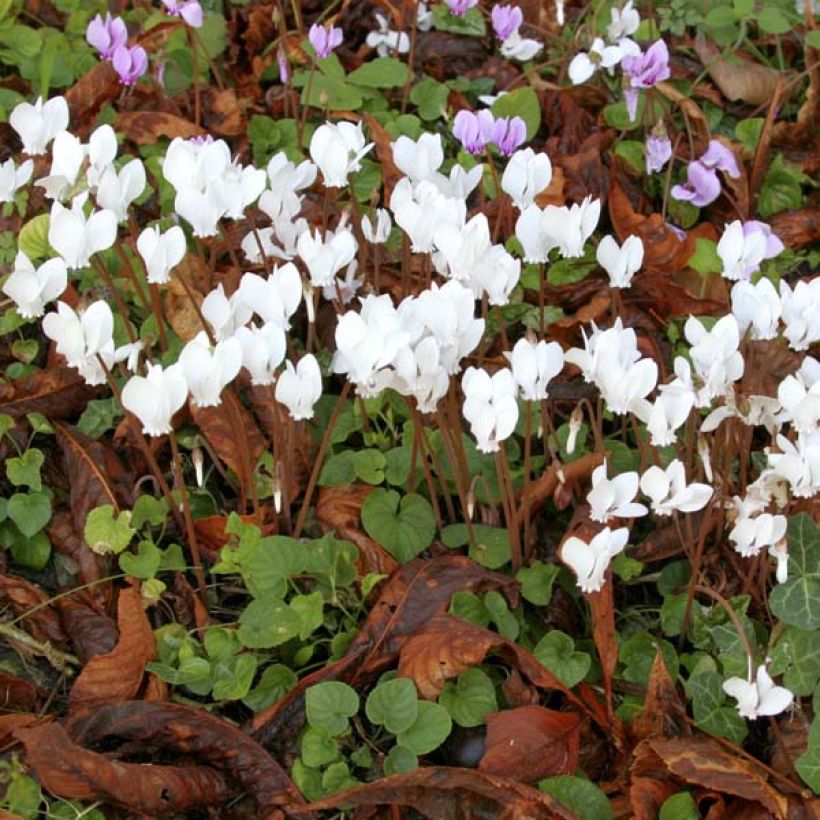 Cyclamen hederifolium Wit - Naaldcyclaam (Plant habit)