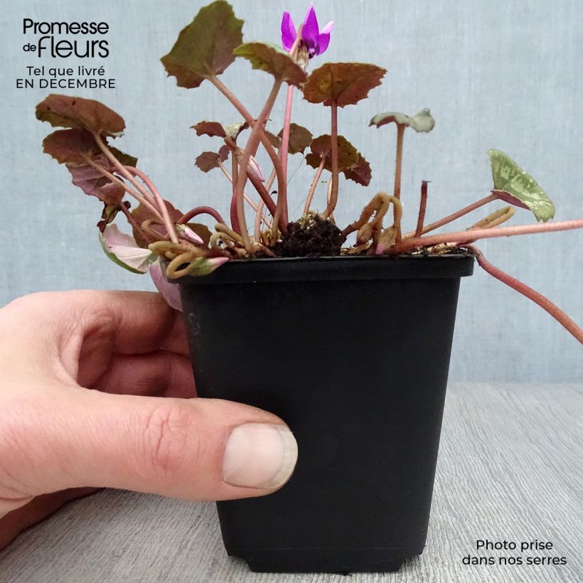 Exemplaar van Cyclamen pseudibericum - Cyclaam Kweekpotje van 8/9 cm kaliber 9 zoals geleverd in de winter