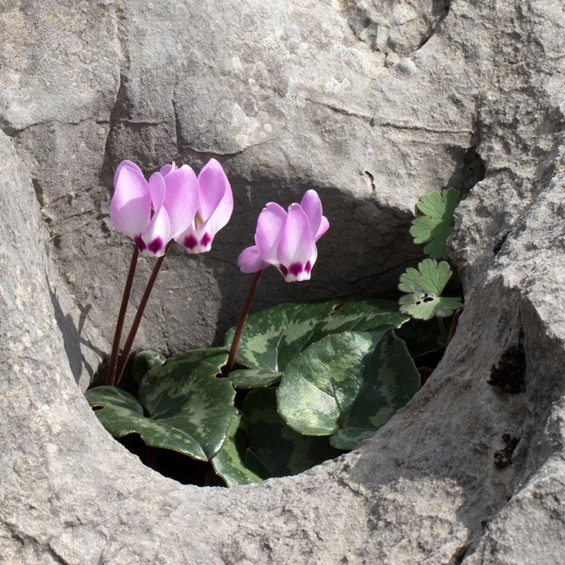 Cyclamen pseudibericum - Cyclaam (Groeiplaats)