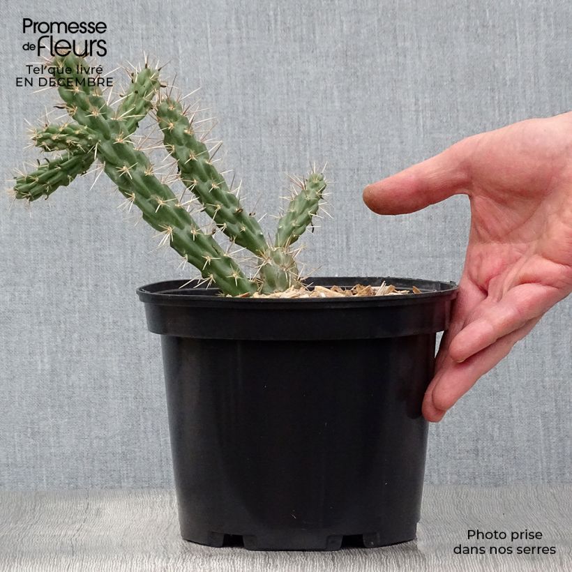 Example of Cylindropuntia imbricata - Cactus rustique. Pot van 4 l/5 l as you get in hiver