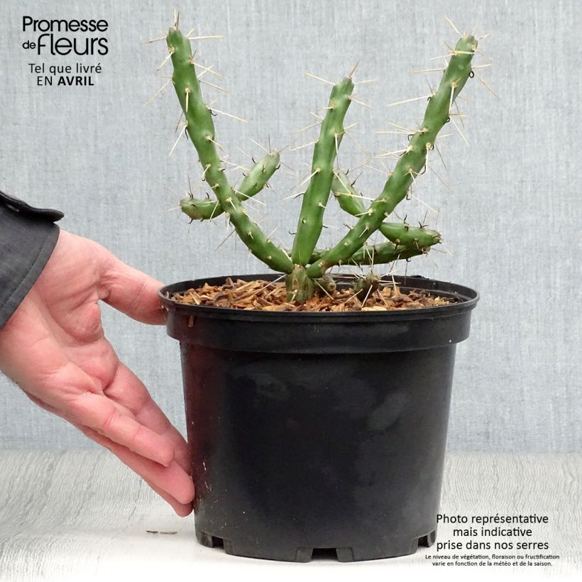 Exemplaar van Cylindropuntia imbricata - Cholla-cactus Pot van 4 l/5 l zoals geleverd in de lente