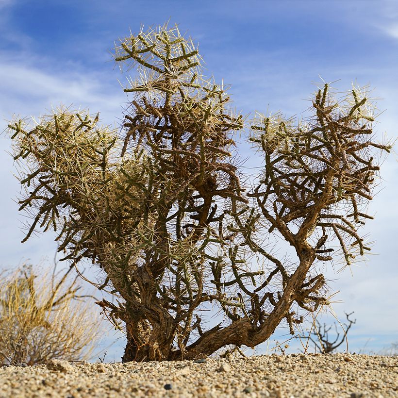 Cylindropuntia kleiniae - Cholla-cactus (Groeiplaats)