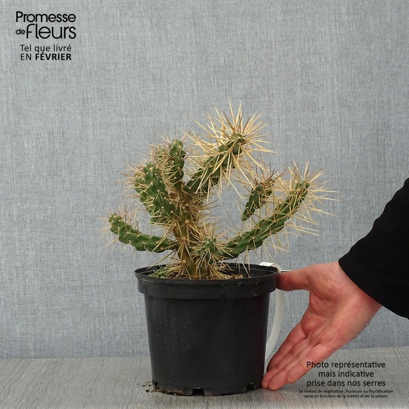 Example of Cylindropuntia tunicata - Cholla Pot van 4 l/5 l as you get in hiver