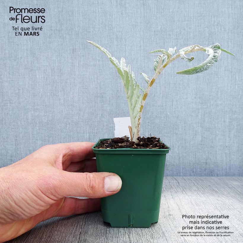 Exemplaar van Cynara cardunculus - Kardoen Kweekpotje van 8/9 cm zoals geleverd in de lente