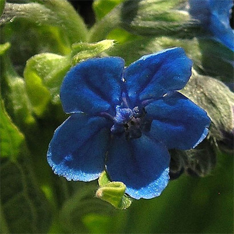 Cynoglossum nervosum - Himalaya-hondstong (Bloei)