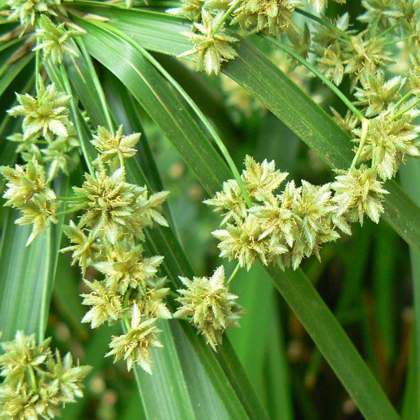 Cyperus alternifolius - Parapluplant (Flowering)