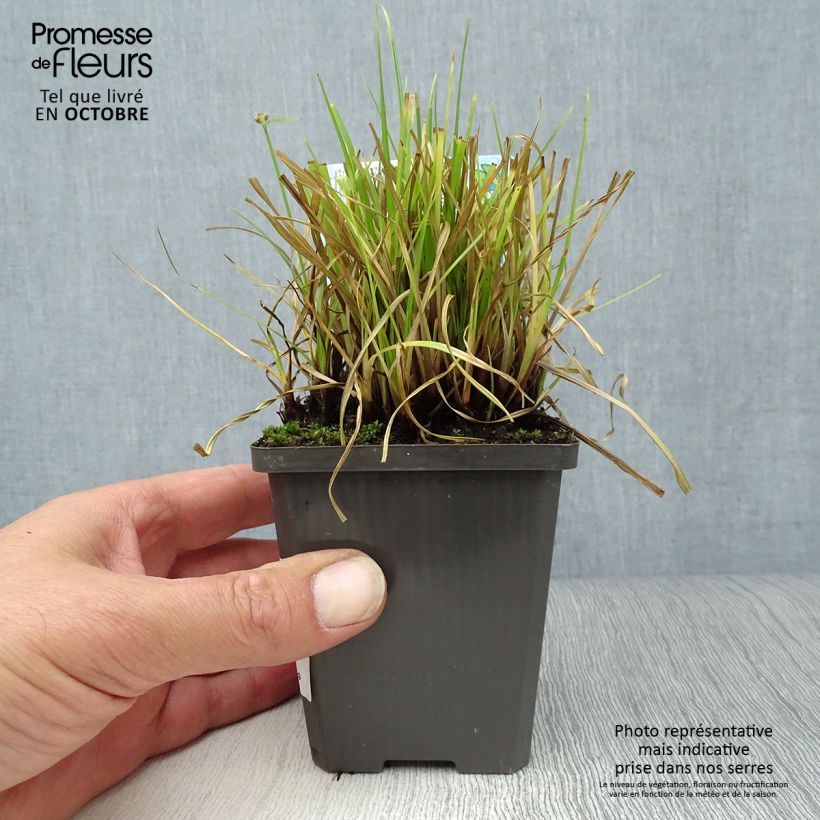 Exemplaar van Cyperus alternifolius - Parapluplant Kweekpotje van 8/9 cm zoals geleverd in de herfst