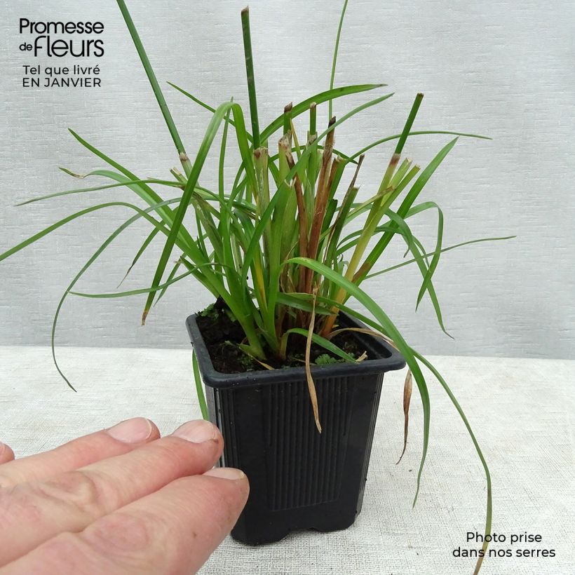 Example of Cyperus alternifolius - Parapluplant Kweekpotje van 8/9 cm as you get in hiver