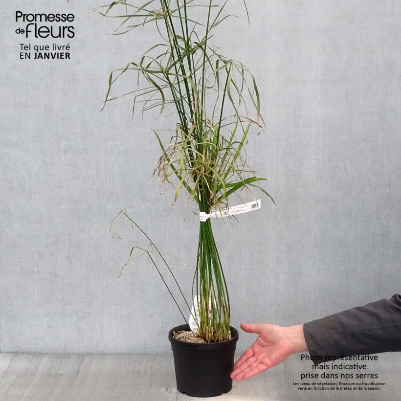 Example of Cyperus alternifolius - Parapluplant Pot van 2 l/3 l as you get in hiver