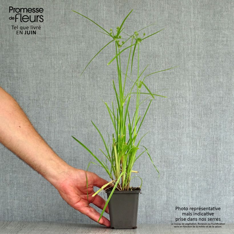 Exemplaar van Cyperus glaber - Parapluplant Kweekpotje van 8/9 cm zoals geleverd in de zomer