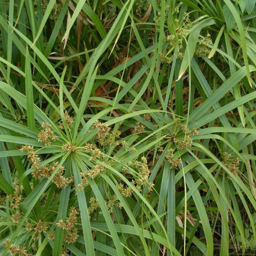 Cyperus involucratus - Parapluplant (Blad)